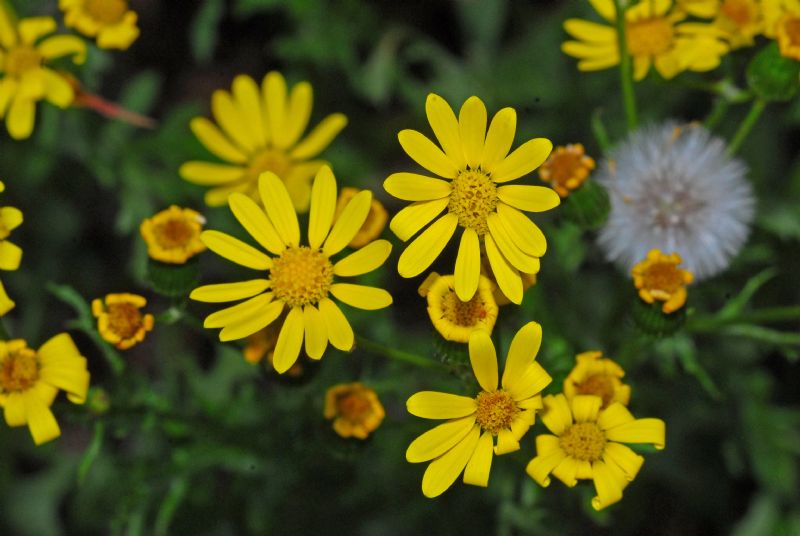 Jacobaea vulgaris / Senecione di San Giacomo